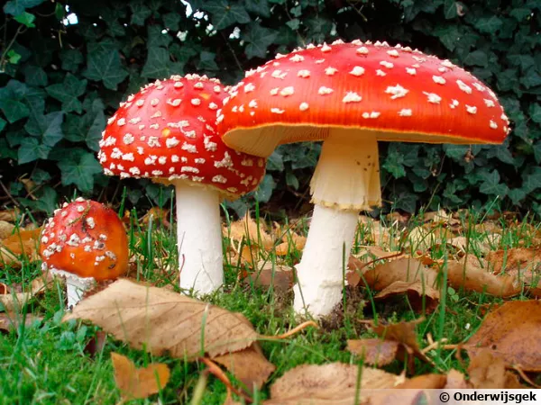 Amanite tue-mouches