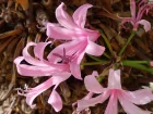 Amarine Belladiva, Nrine hybride, x Amarine 'Belladiva', Amarine x tubergenii