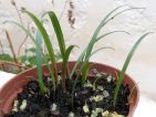 Jeunes pousses d'amaryllis après semis dans un bon terreau
