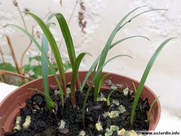 Jeunes pousses d'Amaryllis quelques mois aprs le semis