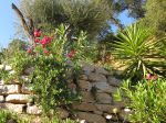 Créer un jardin méditerranéen sans arrosage