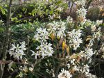 Fleurs de l'amélanchier Fleurs de l'amélanchier