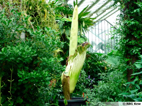 Floraison spectaculaire de l'Arum Titan