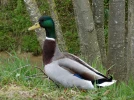 Le colvert, un canard tr�s ornemental