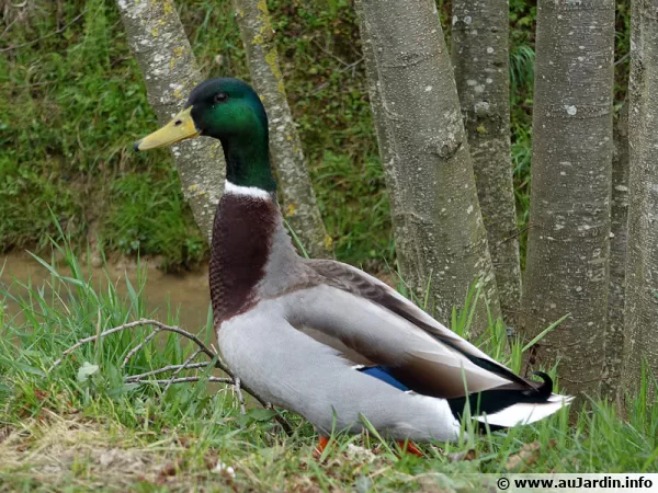 Le canard colvert (Anas platyrhynchos) mle est un sujet ornemental
