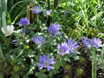An�mone de Gr�ce, Anemone blanda