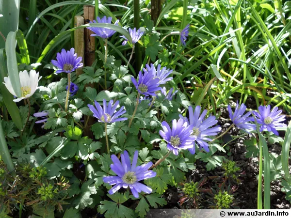 Anmone de Grce, <i>Anemone blanda</i>