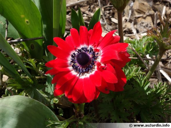 Anémone de Caen, Anémone des fleuristes, Anemone coronaria : planter,  cultiver, multiplier