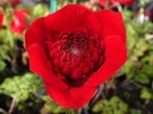 Anmone oeil-de-paon,  Anemone pavonina