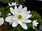 Anmonella, Rue anmone, Thalictrum thalictroides