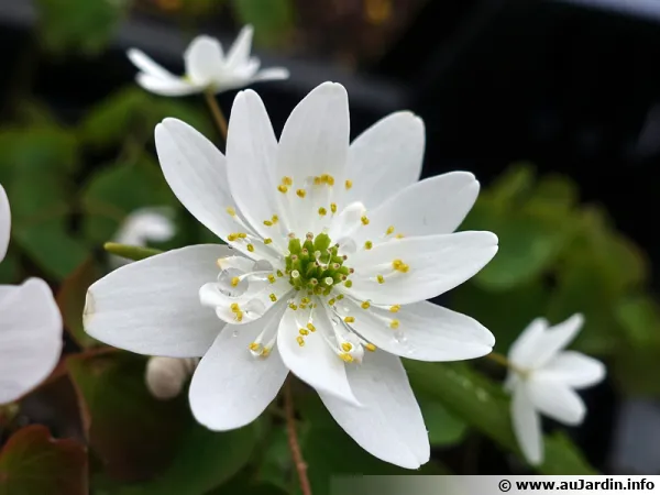 Anmonella, Rue anmone, Thalictrum thalictroides 'Alba'