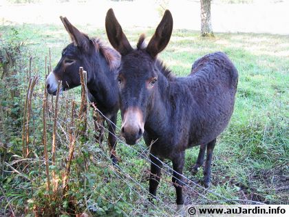 Adopter un âne