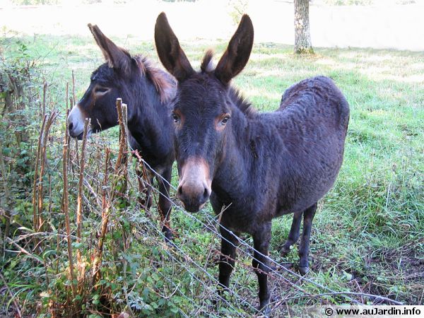 Des ânes dans leur enclos