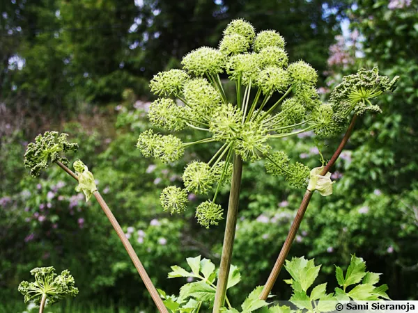 L'anglique (Angelica archangelica) est une plante aromatique de la famille des Apiaces