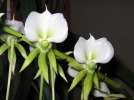 Les orchides de Madagascar