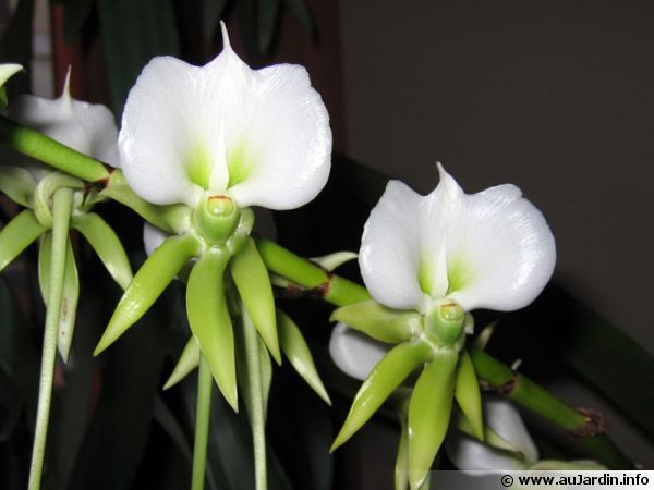 Les orchidées de Madagascar
