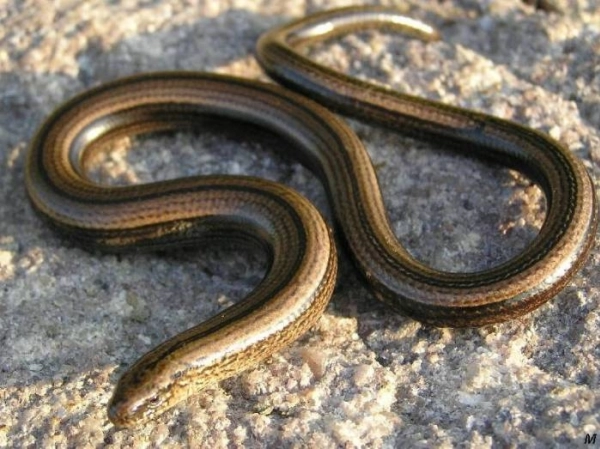 L'orvet