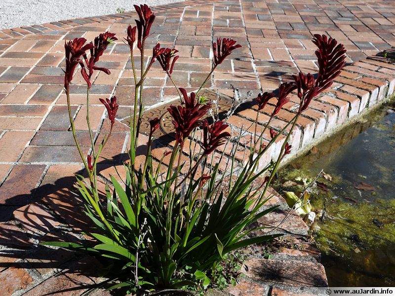 Patte de kangourou rouge, Anigozanthos rufus planter, cultiver, multiplier