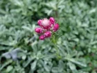 Pied de chat dioque, Antennaire dioque, Antennaria dioica