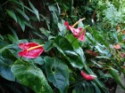 Flamant rose, Langue de feu, Anthurium