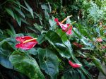 Anthurium andraeanum Anthurium andraeanum