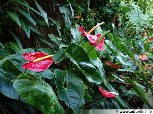 Plante tropicale fleurie Langue de feu Pot Ø 21cm Anthurium Andreanum Karma Rose Hauteur 75-80cm