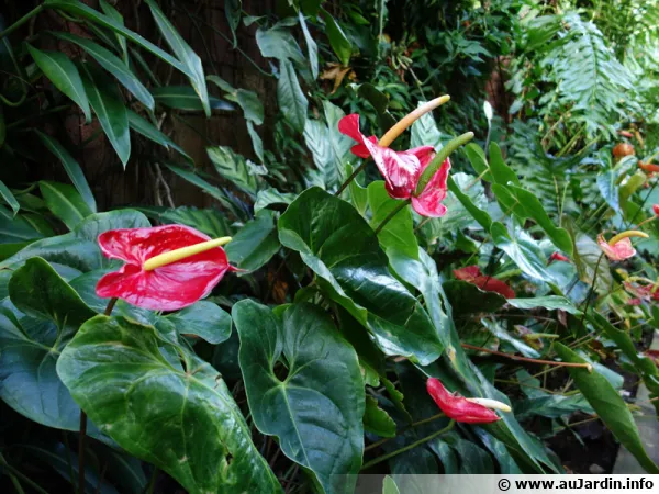 Anthurium