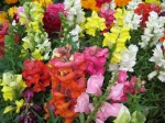 Gueule de loup, muflier, Antirrhinum majus