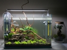 Aquascaping, la meilleure mthode