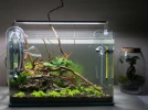 Aquascaping, la meilleure m�thode