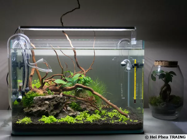 Petit aquarium abiritant quelques mollusques et surtout un décor naturel attirant le regard