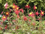 Ancolie des jardins, Aquilegia vulgaris