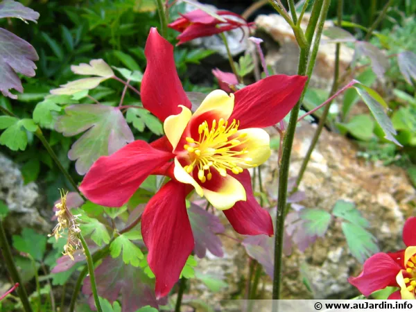 Fleur de l'ancolie des jardins