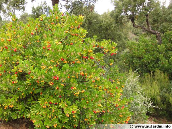 L'arbousier est un arbuste typique du sud méditerranéen qui résiste parfaitement à la sécheresse
