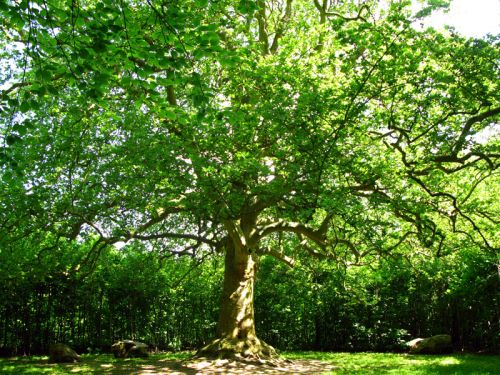 Grands arbres : choix d'espèce, plantation