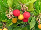 Arbousier (Arbutus unedo) : l�arbre aux fraises qui illumine la garrigue de ses fleurs et fruits color�s