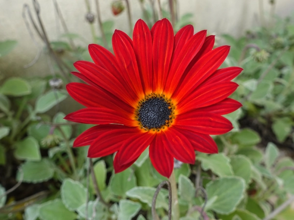 Plante idéale dans les jardins méditerranéens, l'arctotis n'est ni sensible aux maladies ni aux parasites