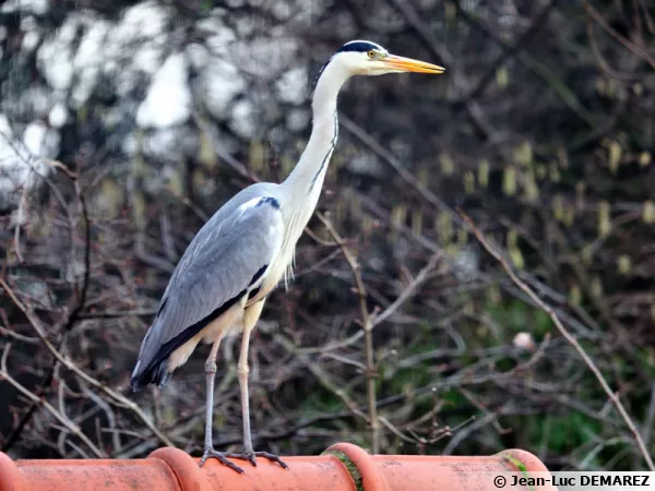 Le hron cendr (Ardea cinerea)