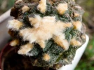 Ariocarpe, Cactus edelweiss, Ariocarpus fissuratus