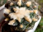 Ariocarpe, Cactus edelweiss, Ariocarpus fissuratus