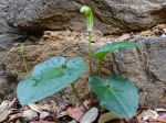 Capuchon de moine, Arisarum vulgare en fleurs pendant l'hiver dans le sud de la France