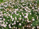 Un jardin dans le vent