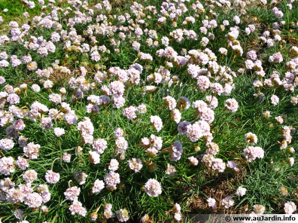 Pour remplacer la pelouse en zone venteuse et au plein soleil dans les régions du Sud, nul n'a son pareil que le gazon d'Espagne (Armeria maritima)