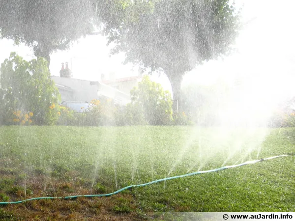 Arrosage de la pelouse