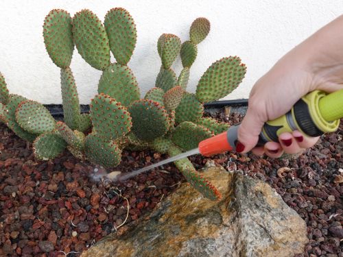 Cactus extérieur : culture, entretien et précautions à prendre