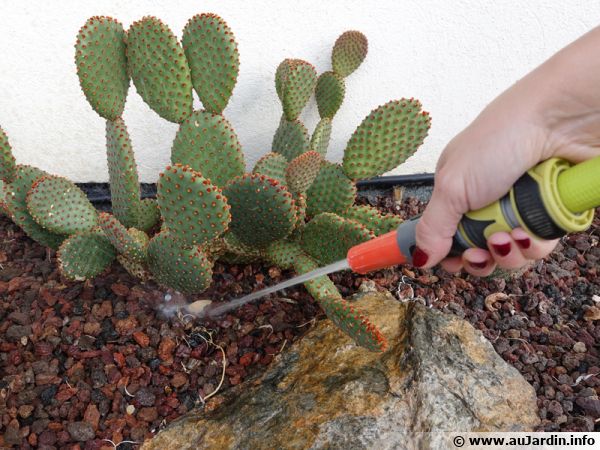 On va tout simplement éviter d'arroser les cactus en hiver, qui plus est l'utilisation d'un jet ;o)