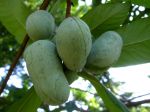 Asimineir trilobé, Asimina triloba Asimineir trilobé, Asimina triloba