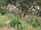Les plantes tubreuses