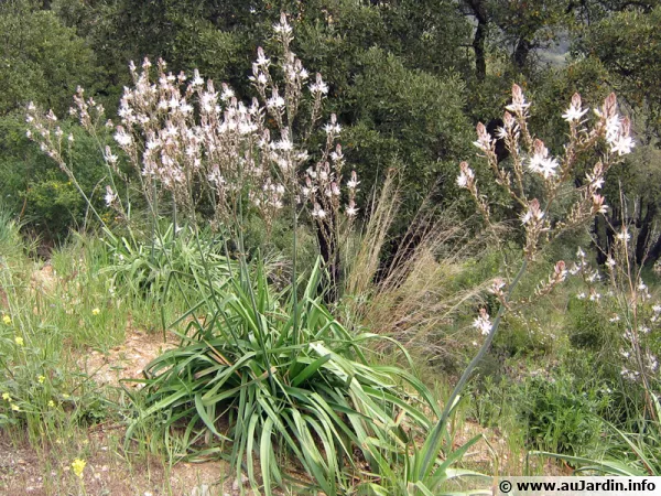 Asphodèles sauvages dans le sud méditerranéen
