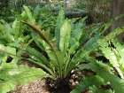 Fougre nid d'oiseau, Asplenium nidus